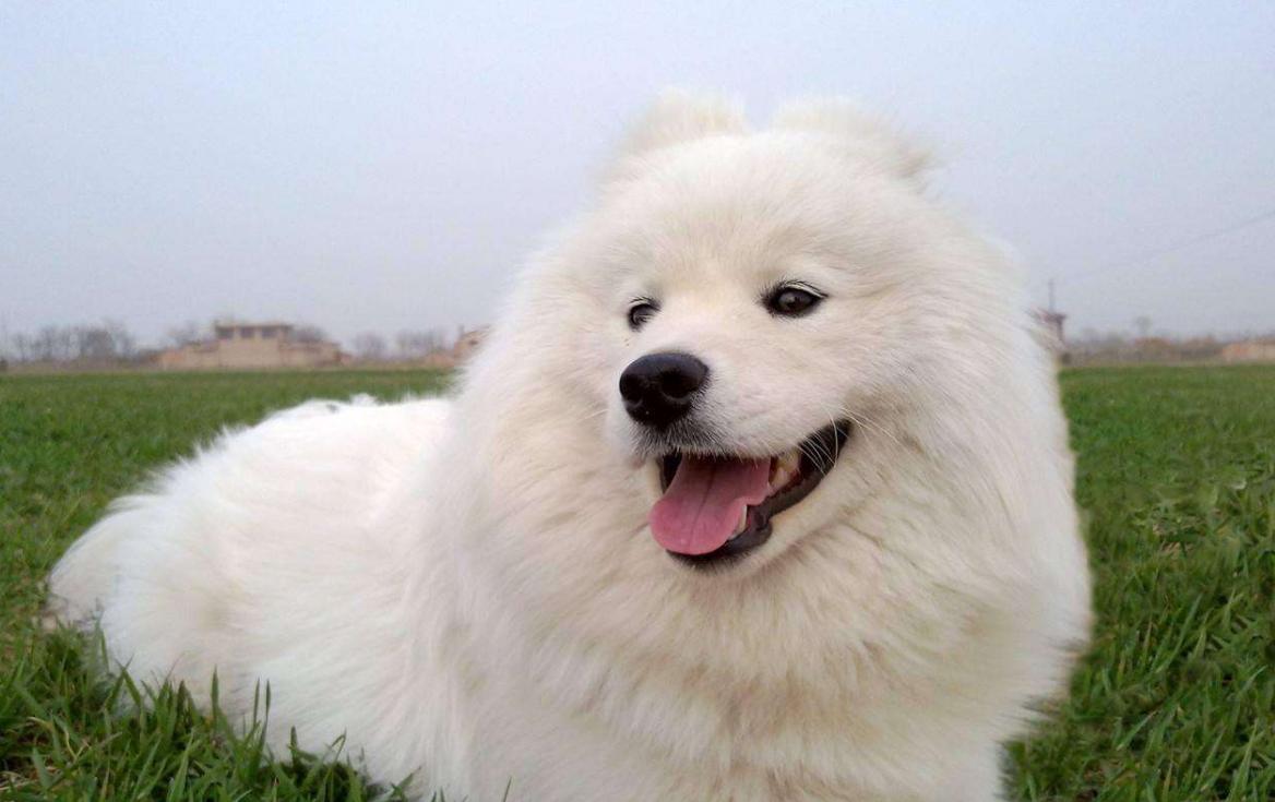 公认最好的十大狗狗排行榜,狗狗排行榜颜值第一的狗是哪种狗