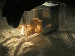 为什么把章鱼称作外星生物,章鱼是寒武纪生物吗