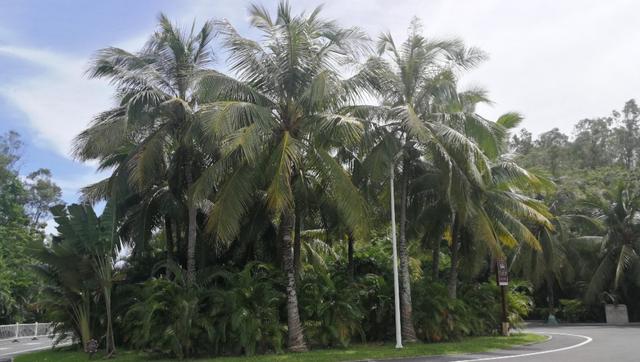 相约海南环岛游,海南环岛游攻略