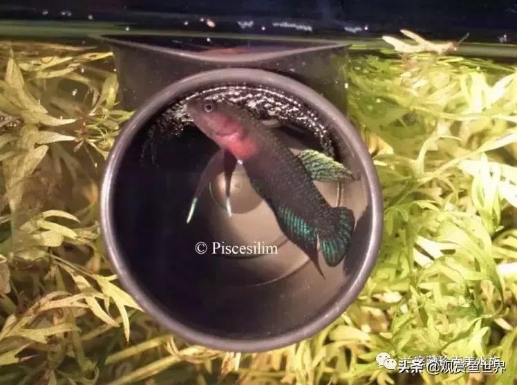 寻找黑暗世界的女神──帕斯风斗鱼