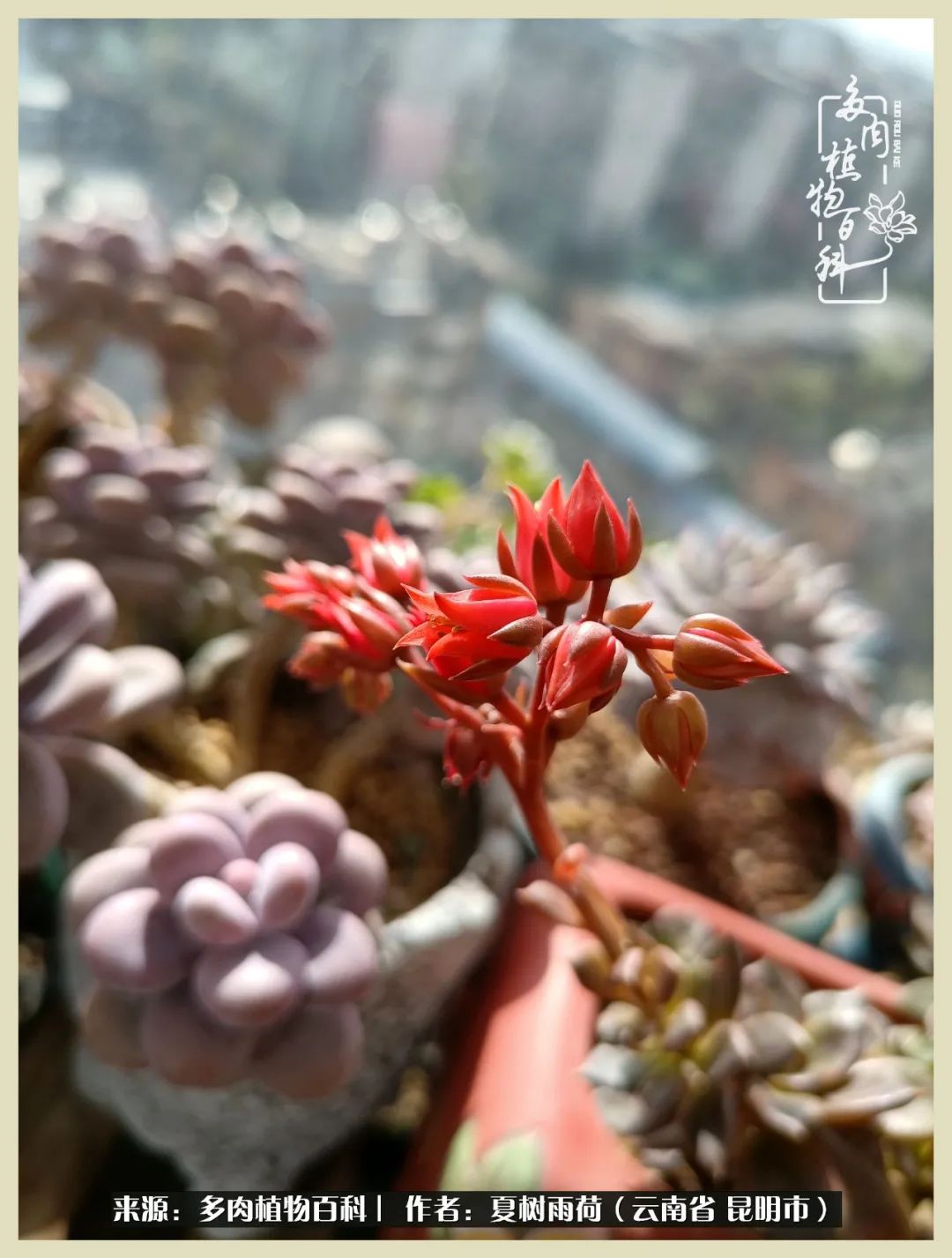 自从养了多肉有了窗台想要个阳台,养多肉10年多