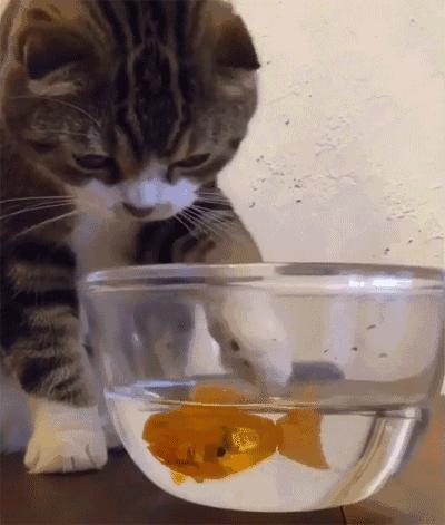 白色猫病,爱喝水的猫得了什么病