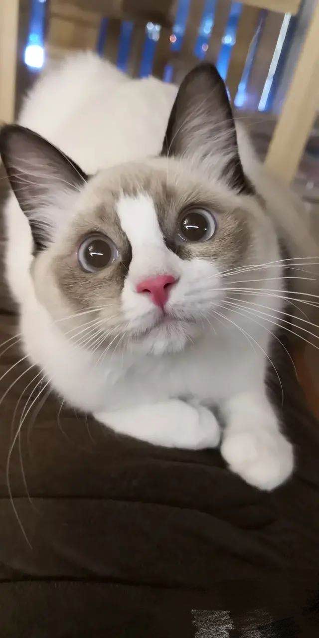 后院布偶猫好吗,怎么挑选传统系布偶猫