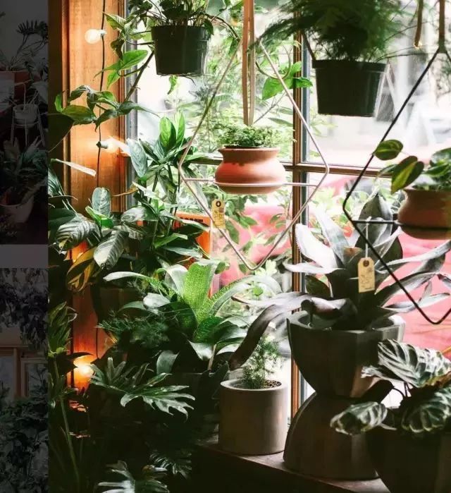 开一家植物美学小店,开一家属于自己的花店