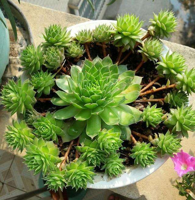 养观音莲用多大的盆,养观音莲能用颗粒土吗