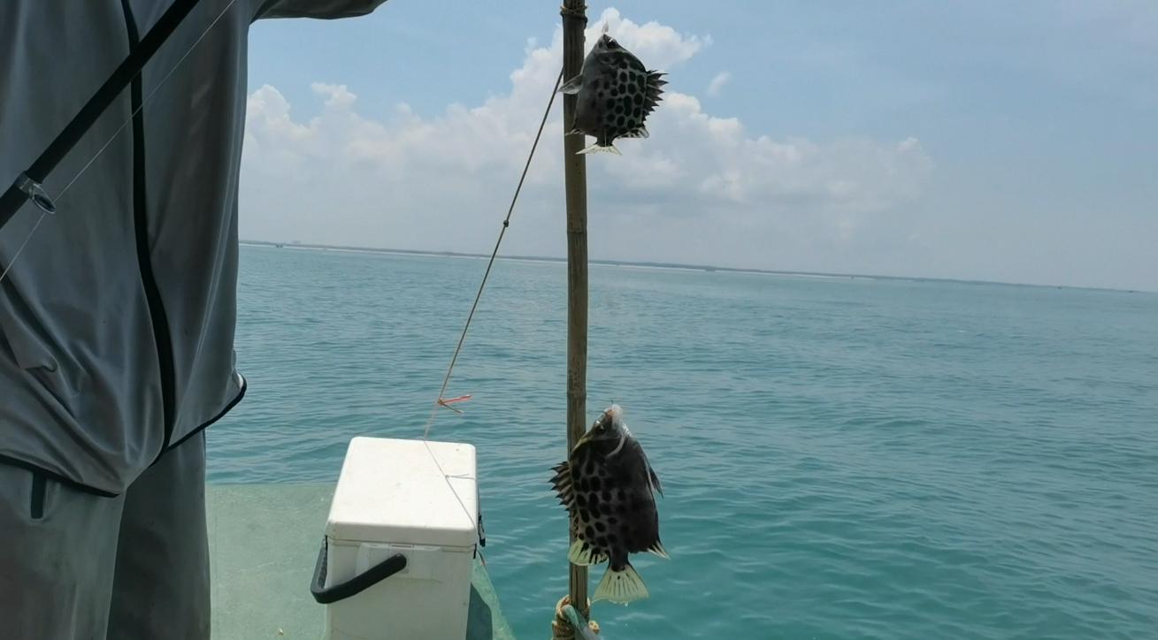 阿智为钓到爱吃的金鲳鱼，凌晨跑出外海，渔获晒满房前屋后