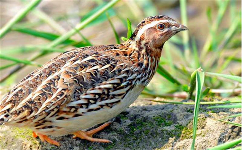 夏季养好鹌鹑需要注意事项,冬天养鹌鹑的正确方法