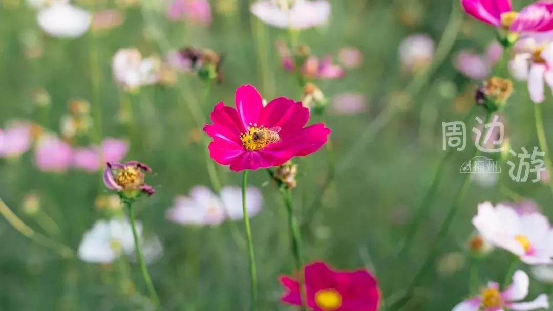 地铁直达！福州又将添一座新公园，花溪湿塘、水乡古桥...