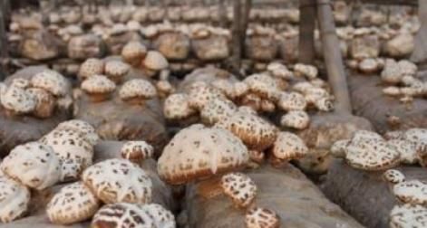 香菇绿霉菌怎样处理,香菇菌棒有红霉菌怎么治