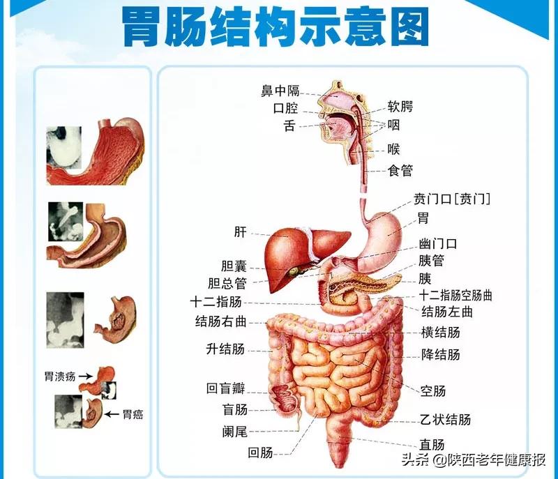 如何区分胃疼和胰腺疾病,半夜经常胃痛跟胰腺有关吗