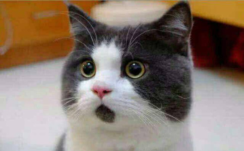 十大网红猫瓜皮,网红猫瓜皮现在如何