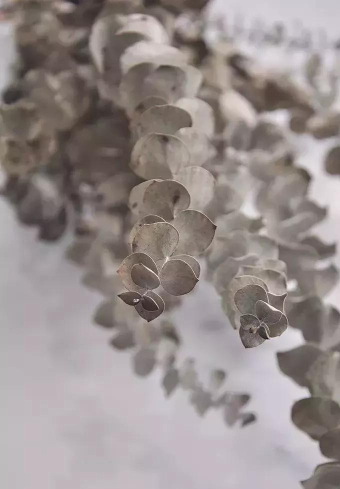 8种能做干花的鲜花,男朋友送的花就这么做