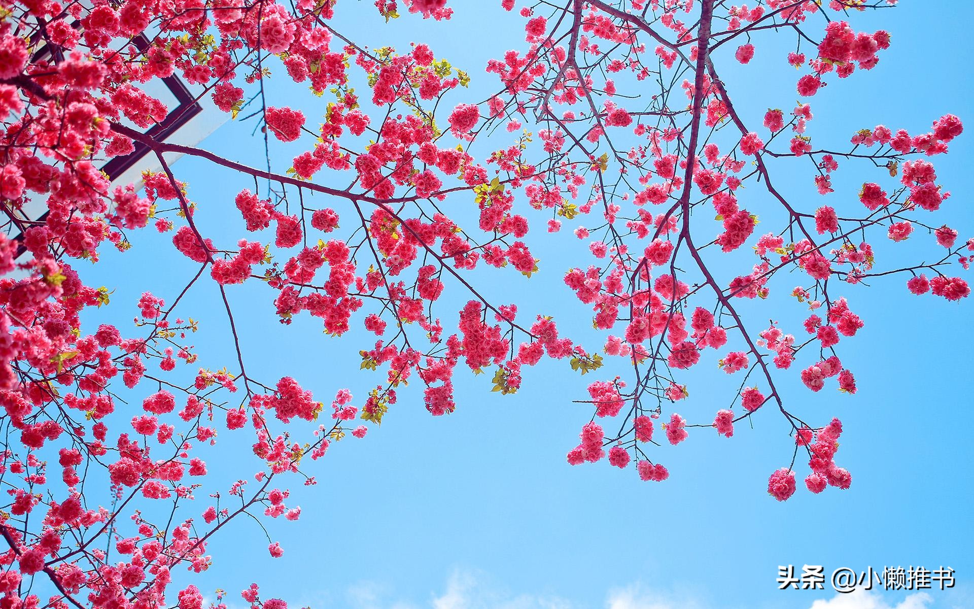 5本文笔上乘的纯古言小说推荐,5本高质量古言小说