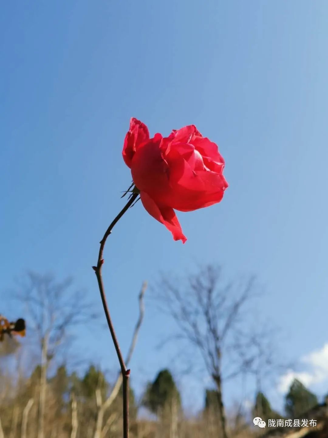 重逢——复苏的成州