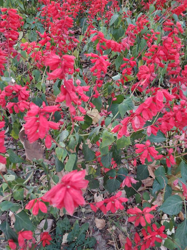 美丽的沙河,沙河一中怎么样