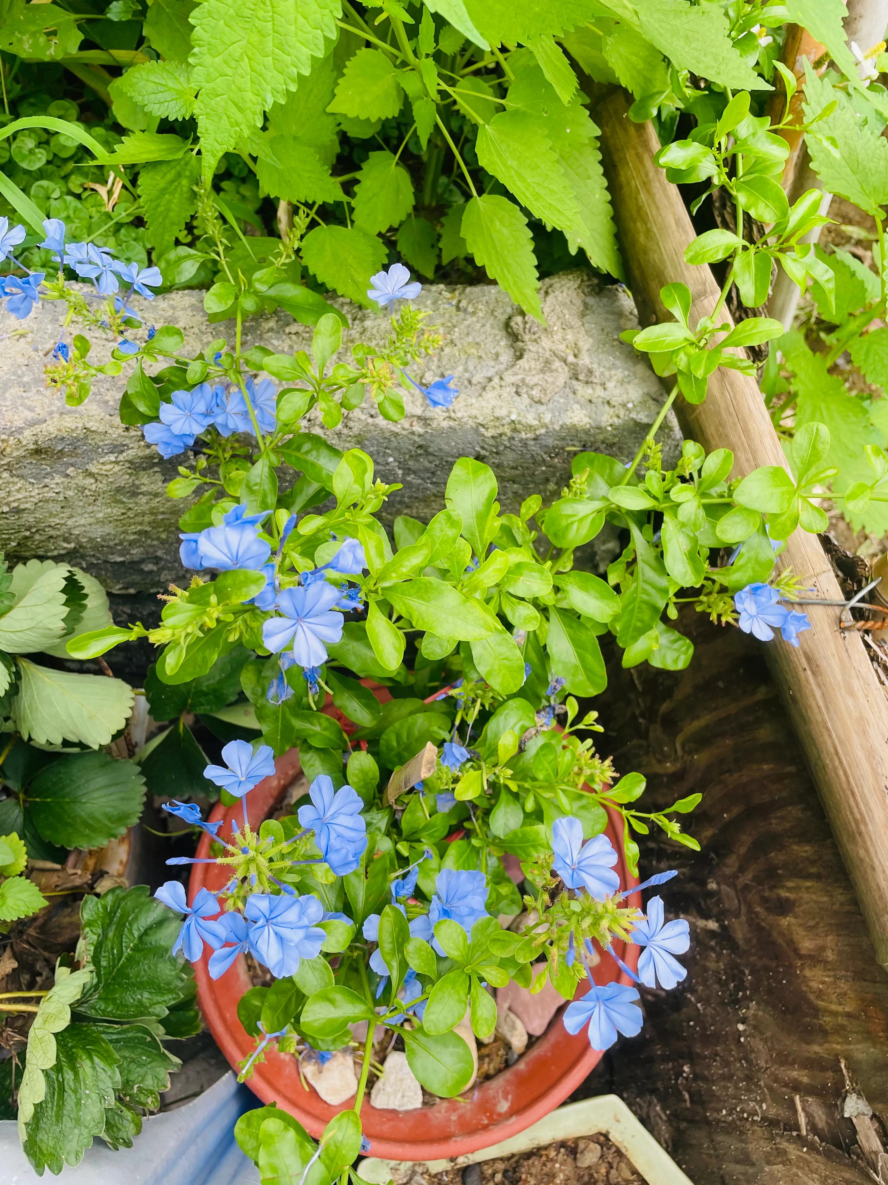 在农村老家卖菜种,在农村里买菜苗