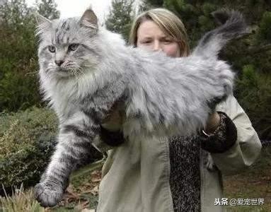 大型猫咪缅因猫疾病多吗,缅因猫