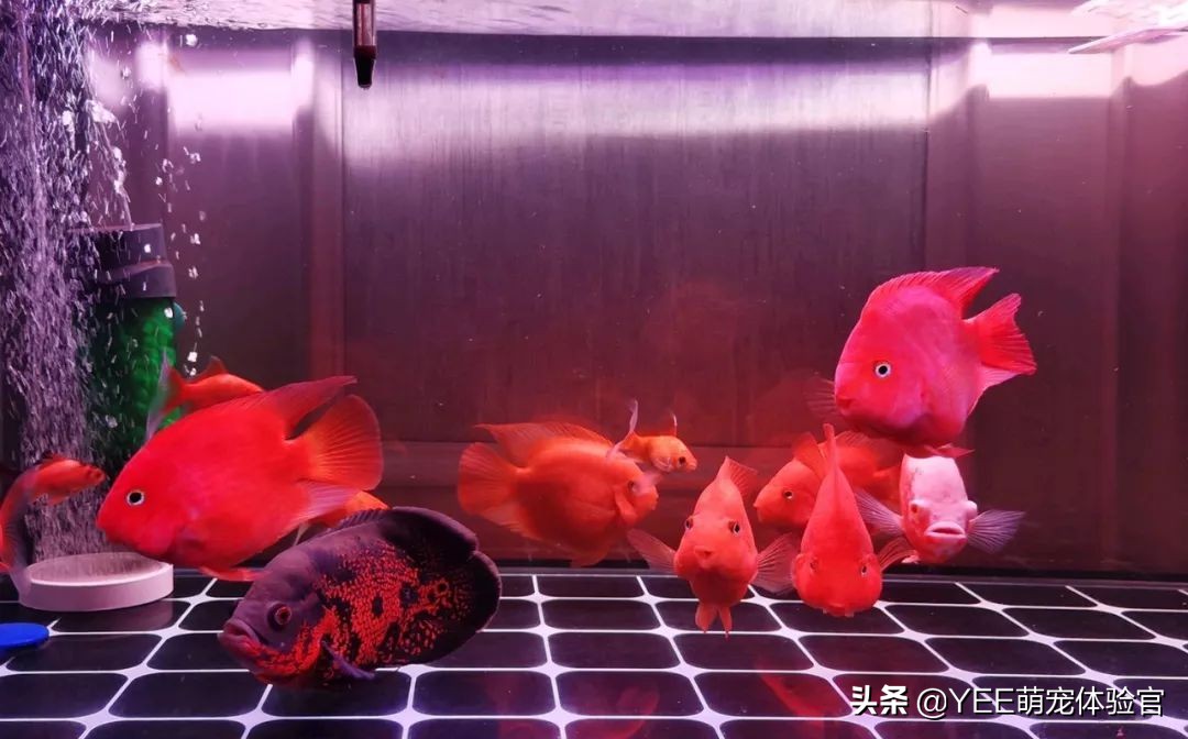 用好饲料喂饱的观赏鱼，体色靓丽更好看