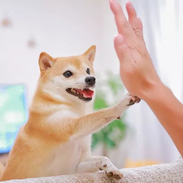 比人还会拍照的狗，简直萌炸朋友圈了