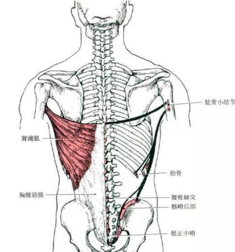为什么背厚显胖,背厚赘肉多怎么变薄