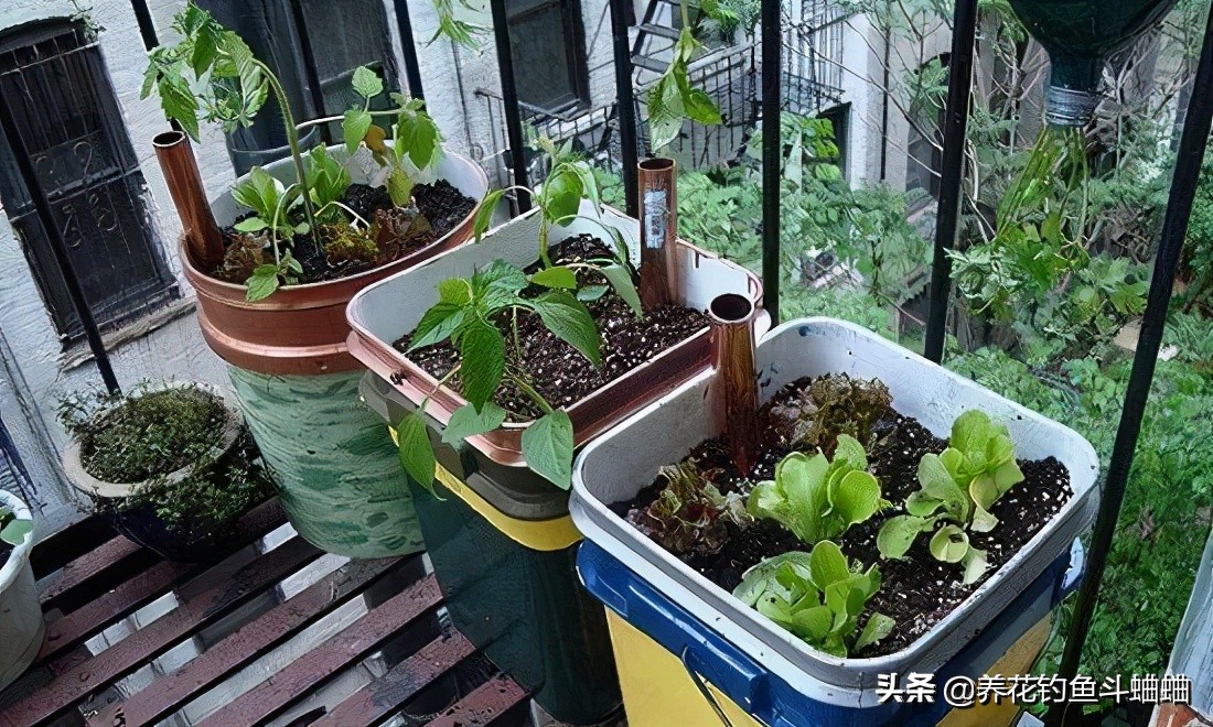 盆栽植物怎么浇水才好,室内盆栽植物浇水指南