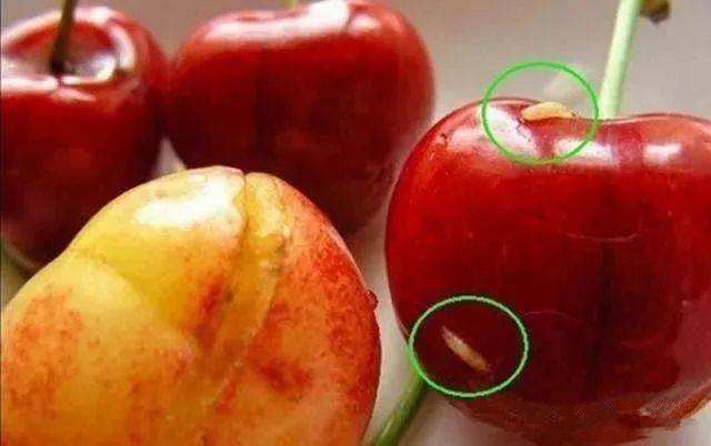 大樱桃如何防治果蝇虫害,大樱桃如何防治果蝇的侵害