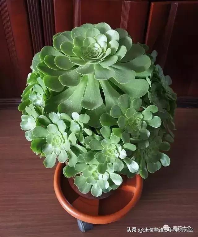 365种多肉图谱大全,365种鲜花图册大全