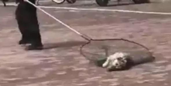 佩奇养猪的视频,佩奇养猪