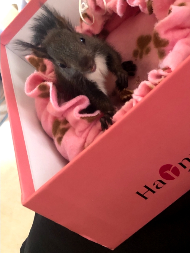 养了一只魔王松鼠的视频,养一只魔王松鼠