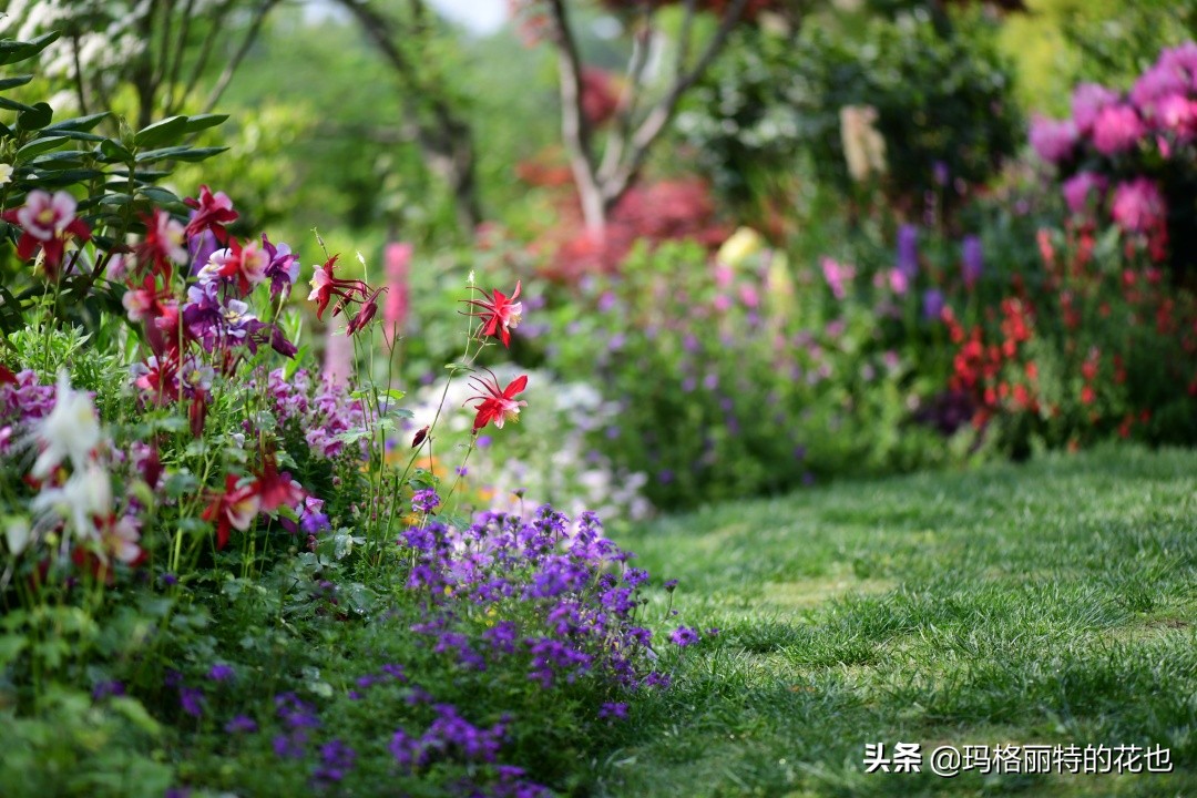 徒长花草怎样处理,徒长的树木怎么处理