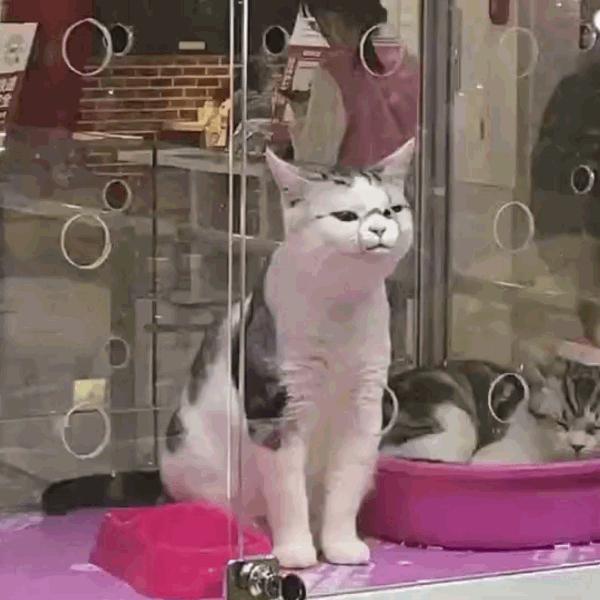 猫咪饲养管理现状,猫和老鼠猫咪现状