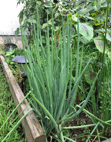 中国丈母娘把女婿花园改造成菜园,中国丈母娘改花园