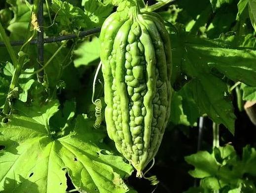 预防中暑的2个妙招,预防中暑小妙招都有哪些