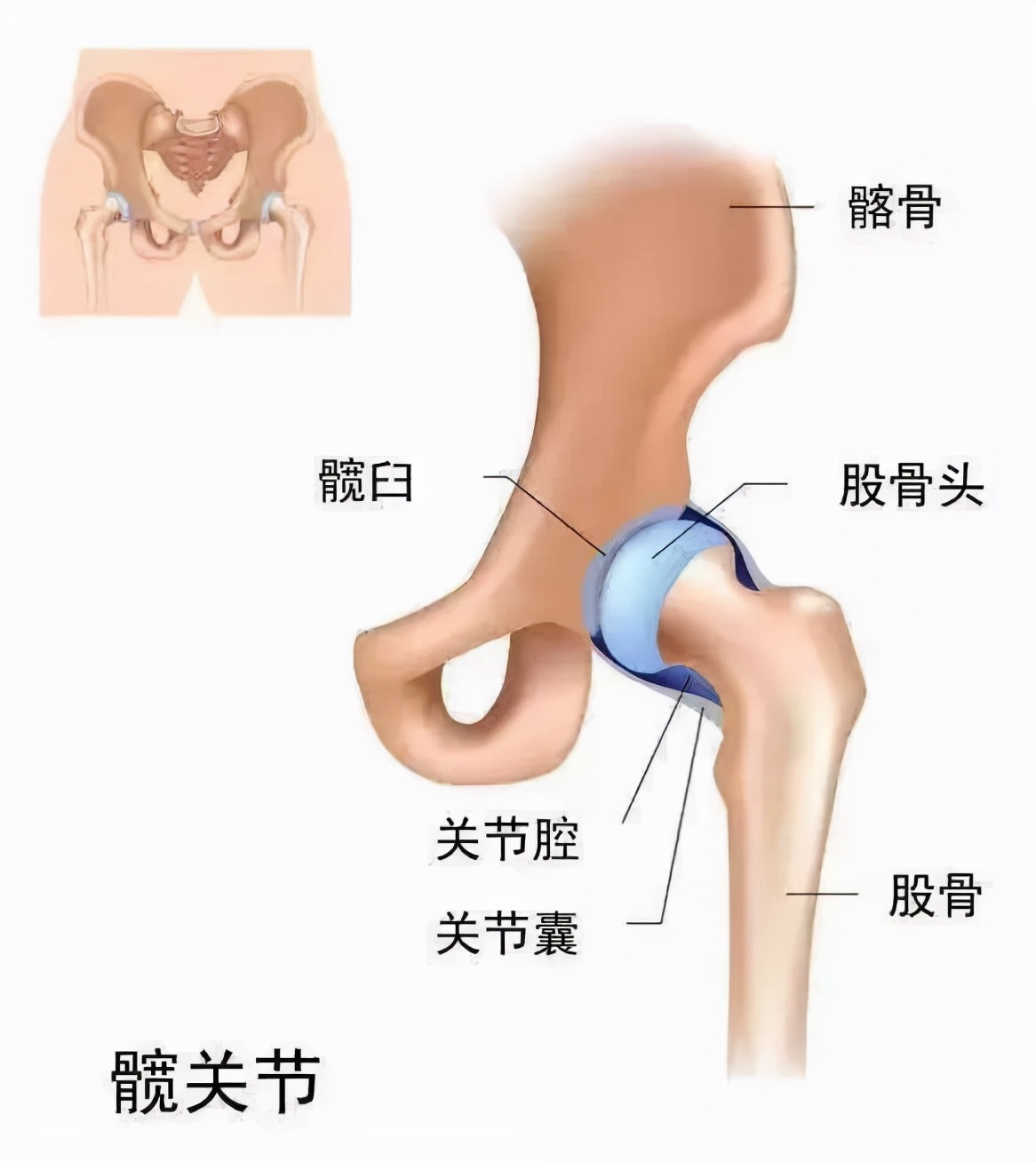解剖列车|托马斯推荐的1个学习解剖的好方法