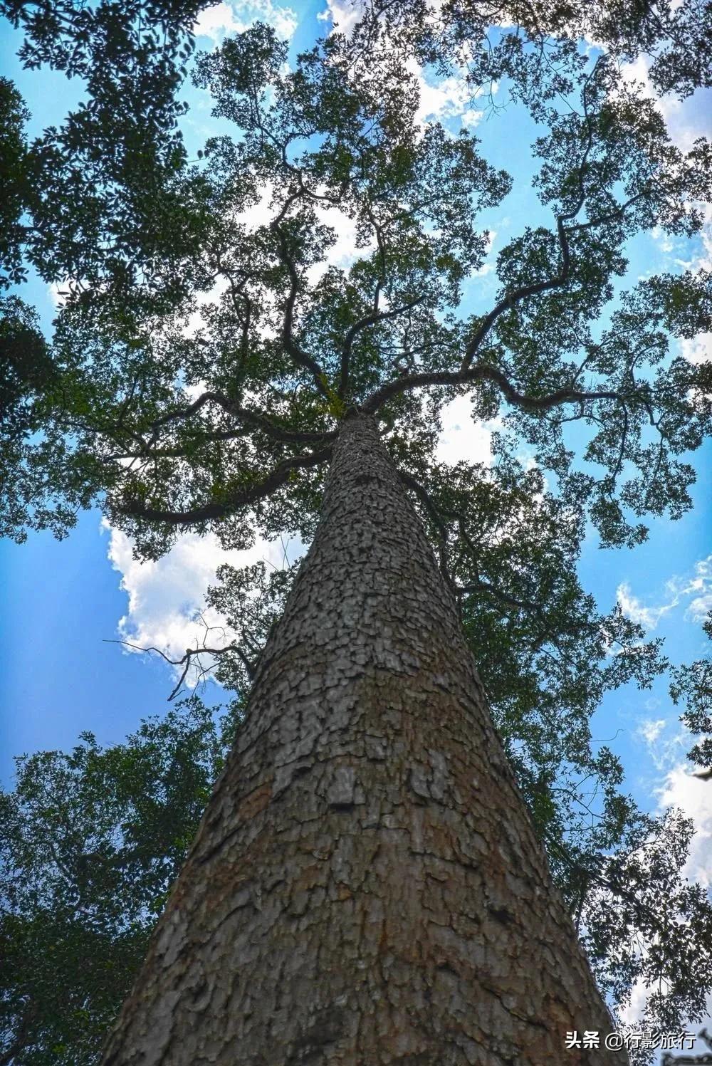 云南西双版纳地方介绍,云南西双版纳旅游简介