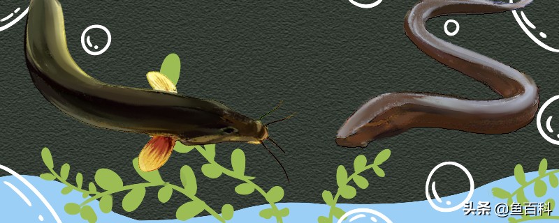 泥鳅和黄鳝哪个刺少,黄鳝和泥鳅哪样有寄生虫