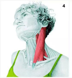 简易有效的拉筋动作,身体各部位拉筋的方法