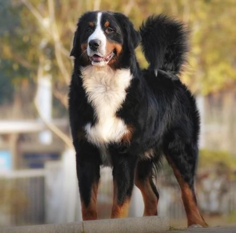 世界上一百种狗的图片,世界十种名贵狗