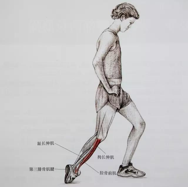 小腿紧绷发硬越来越粗怎么瘦,小腿特别粗全是肌肉怎么瘦啊