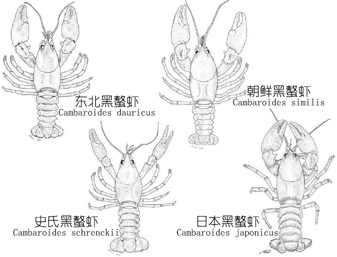 食物扫盲认识小龙虾,餐桌上的动物以及分类