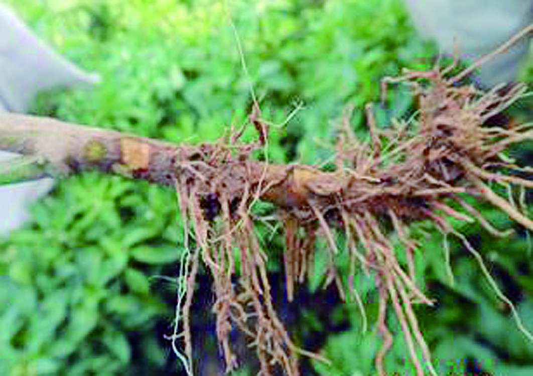 杈ｆ鐑傛牴鏋鎬庝箞鏁戞不,杈ｆ鏋鐑傛牴