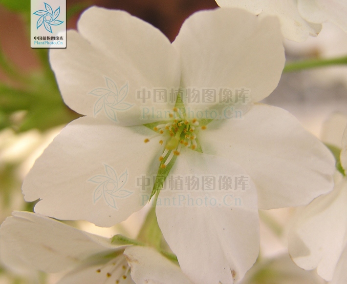 桃花杏花梨花海棠,桃花海棠梨花樱花的区别
