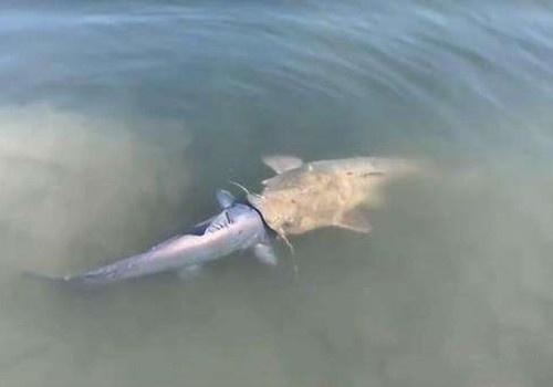 垂钓鲶鱼的实战经验,钓鱼鲶鱼用什么最好钓