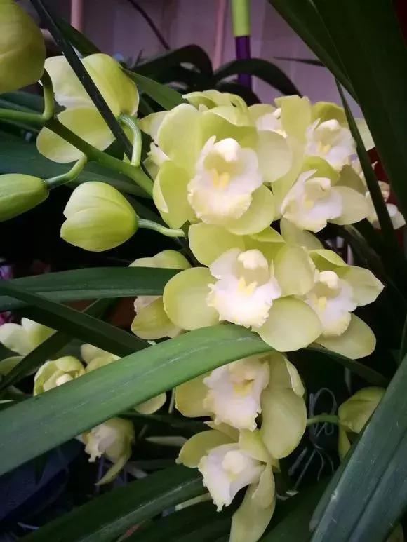 开花时间最长最香最好养的兰花,一年四季开花的兰花有几种