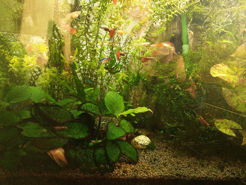 求救解决方法,爆藻如何处理