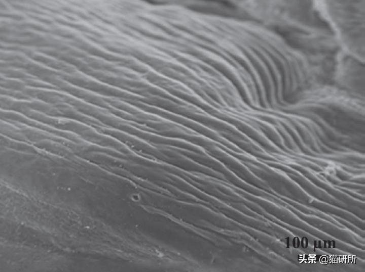 猫咪舌头上的“倒刺”其实是吸管？