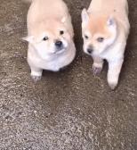 怎么养一只纯种土狗,如何养好一只土狗