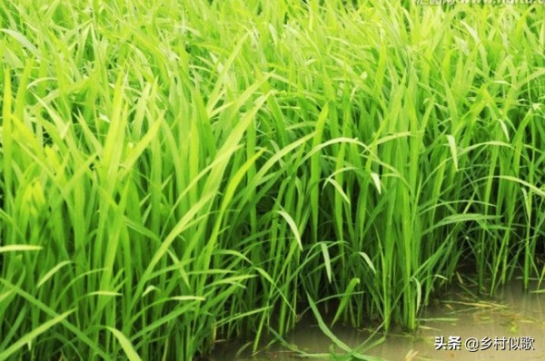 水稻喜欢高温还是低温,水稻遭遇高温有哪些措施