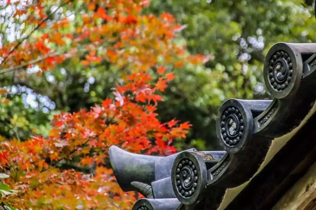 停车坐爱枫林晚，感受火红的秋