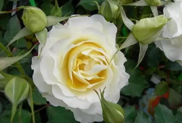 每天学习一点点女性小常识,每天学习一点点科普一下